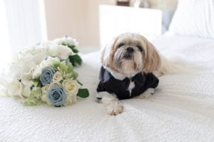 Dog with flowers on bed